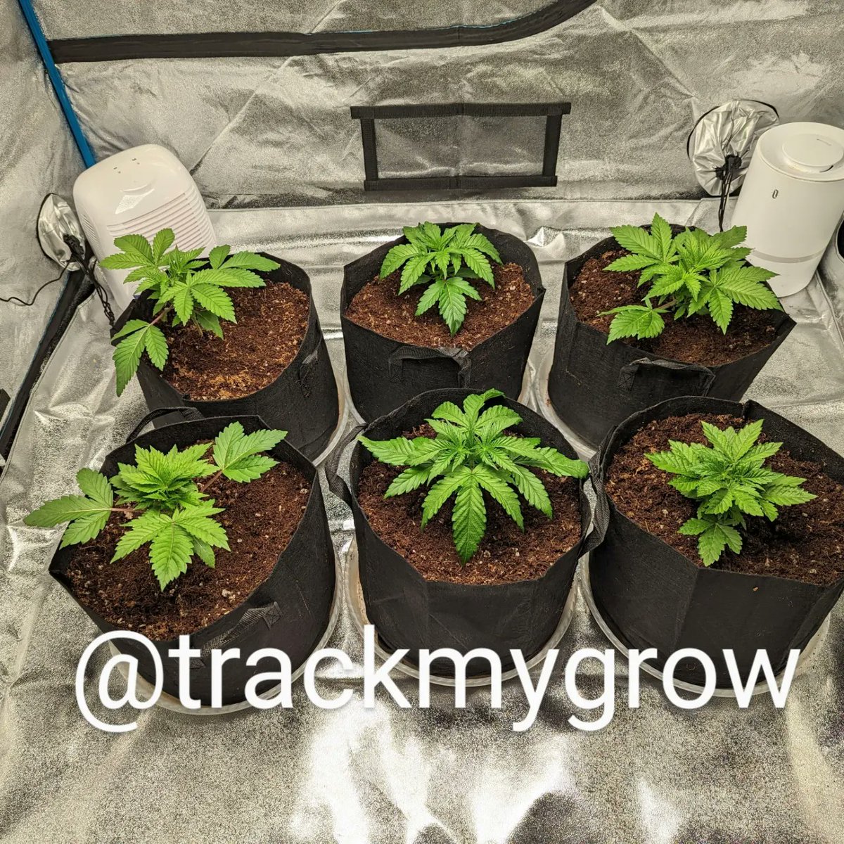 TrackMyGrow's tweet photo. Day: 25
Seeds:
Tastebudz Genetics BlackBerry Moonrocks
Ethos Genetics Candy Store RBX
Ocean Grown Genetics Yoda Soda

Medium: Coco Coir with Perlite
Light: Bloomplus XP4000

#tastebudz
#ethos
#oceangrowngenetics
#generalhydroponics
#botanicare
#bloomplus
#photoperiod
#cannabis https://t.co/2scu9Yb8DB