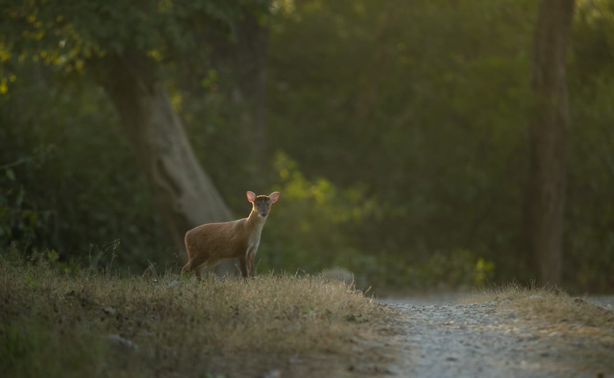 Kakar, Dhikala

#indiWild (#IndiAves) #wildlifephotography