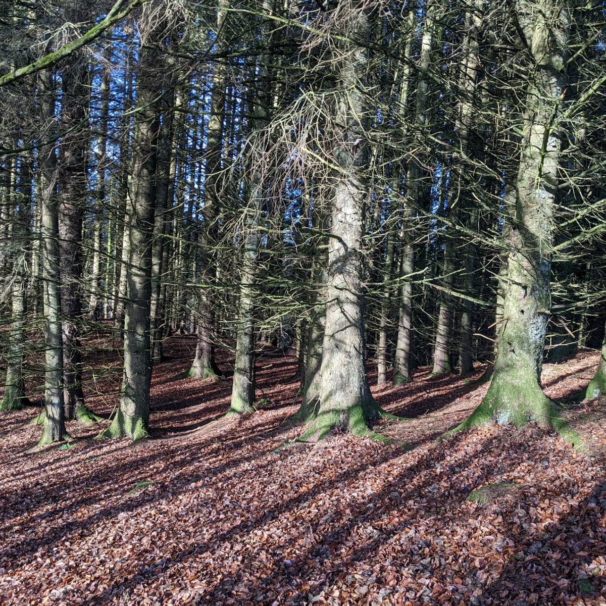 Spring is in the air! 
Time to get your entries in for the #IOC2023☘️!
Only 9 weeks until Irish Orienteering's bank holiday weekend Championship!
Book now 😊!
sientries.co.uk/login/login.php
📷 Glending - Sprint location
#orienteering