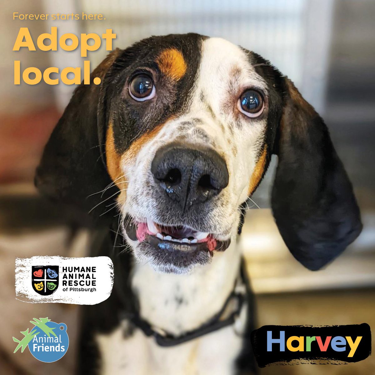 Animal_Friends's tweet image. Everyone say hello to our newest hound, Harvey! 

Adopt Harvey at bit.ly/3KyQQsm

@HARPSavesLives and Animal Friends encourage you to #AdoptLocal! Save a life and give a second chance to a homeless animal right here in our community.