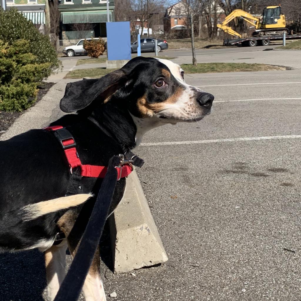 Animal_Friends's tweet image. Everyone say hello to our newest hound, Harvey! 

Adopt Harvey at bit.ly/3KyQQsm

@HARPSavesLives and Animal Friends encourage you to #AdoptLocal! Save a life and give a second chance to a homeless animal right here in our community.