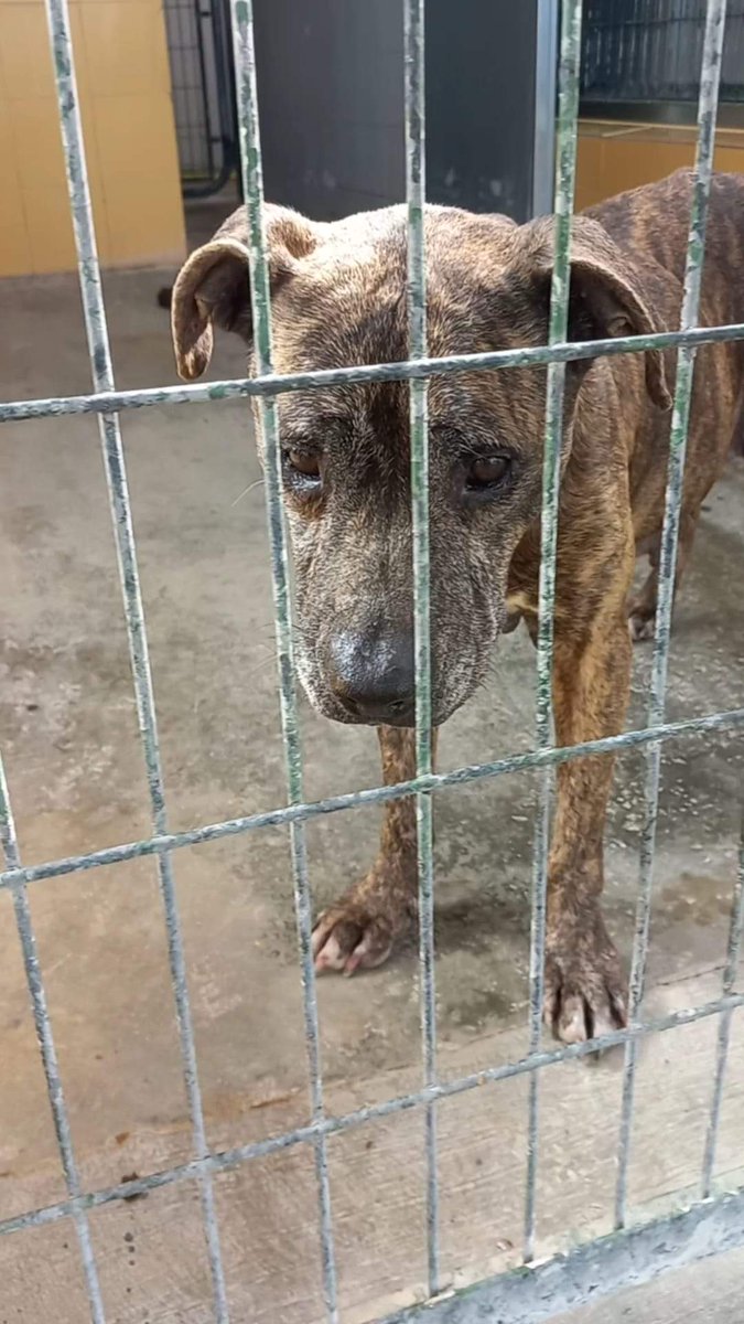 Daría su vida por ser libre, por ser querido 😢
 Sus ojos se desbordan de tristeza esa tristeza callada del que ya no espera nada 😢 💔
Perrera de Jerez
652 22 11 78
699 73 13 30
😭 🆘 📢 📢 📢 📢 📢
