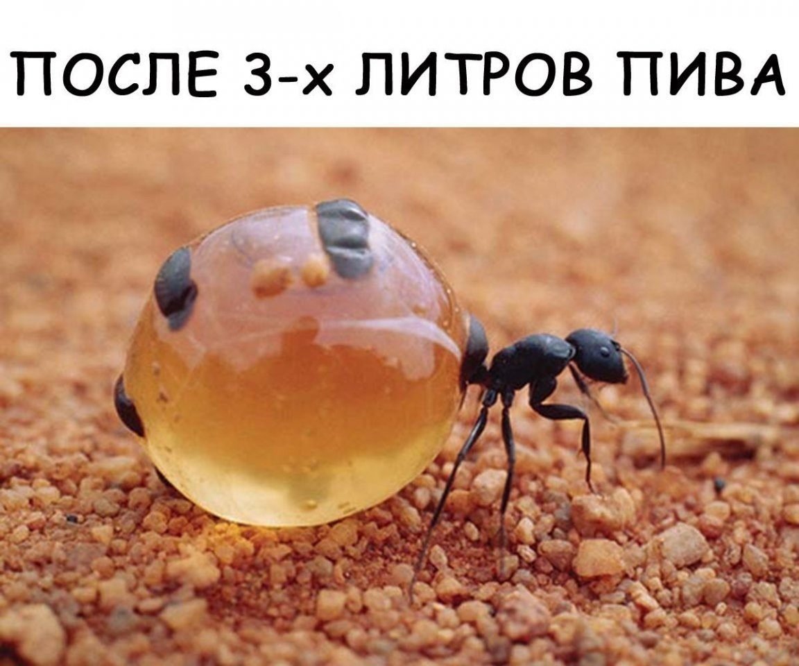 Муравейник прикол