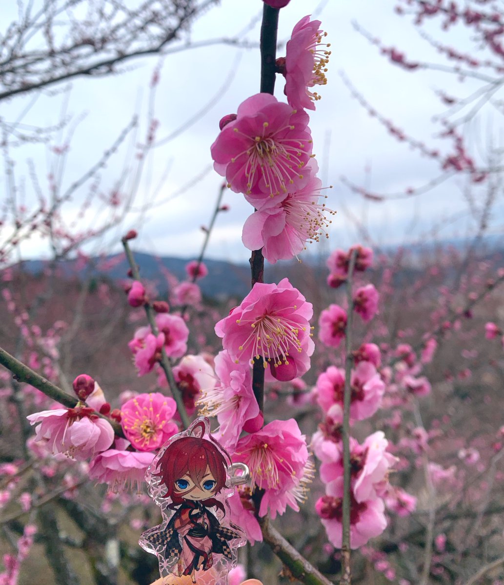 loving_kit's tweet photo. 梅祭りに行ってきました.❀✿❀. https://t.co/XzcGitXlQF