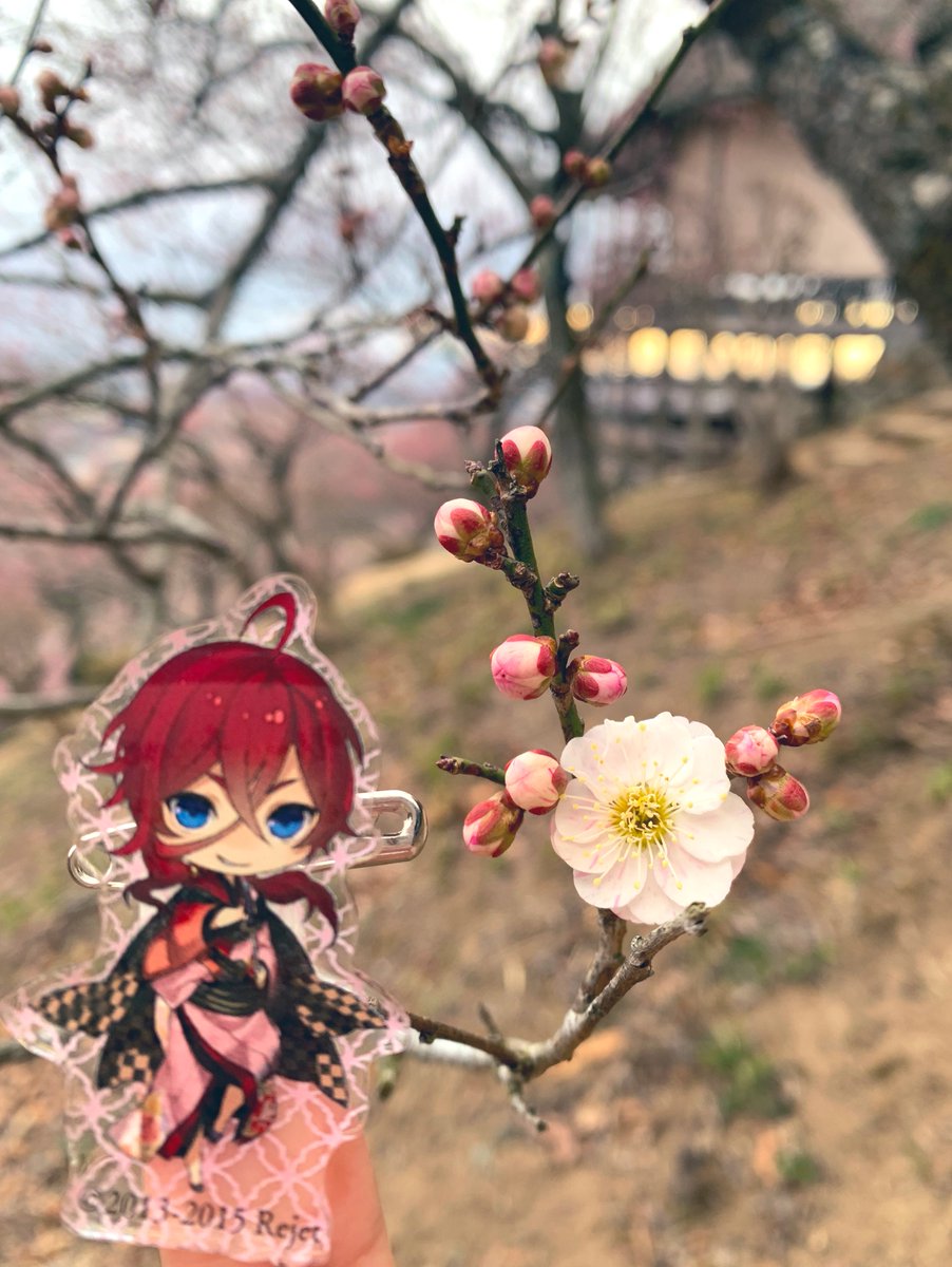 loving_kit's tweet photo. 梅祭りに行ってきました.❀✿❀. https://t.co/XzcGitXlQF