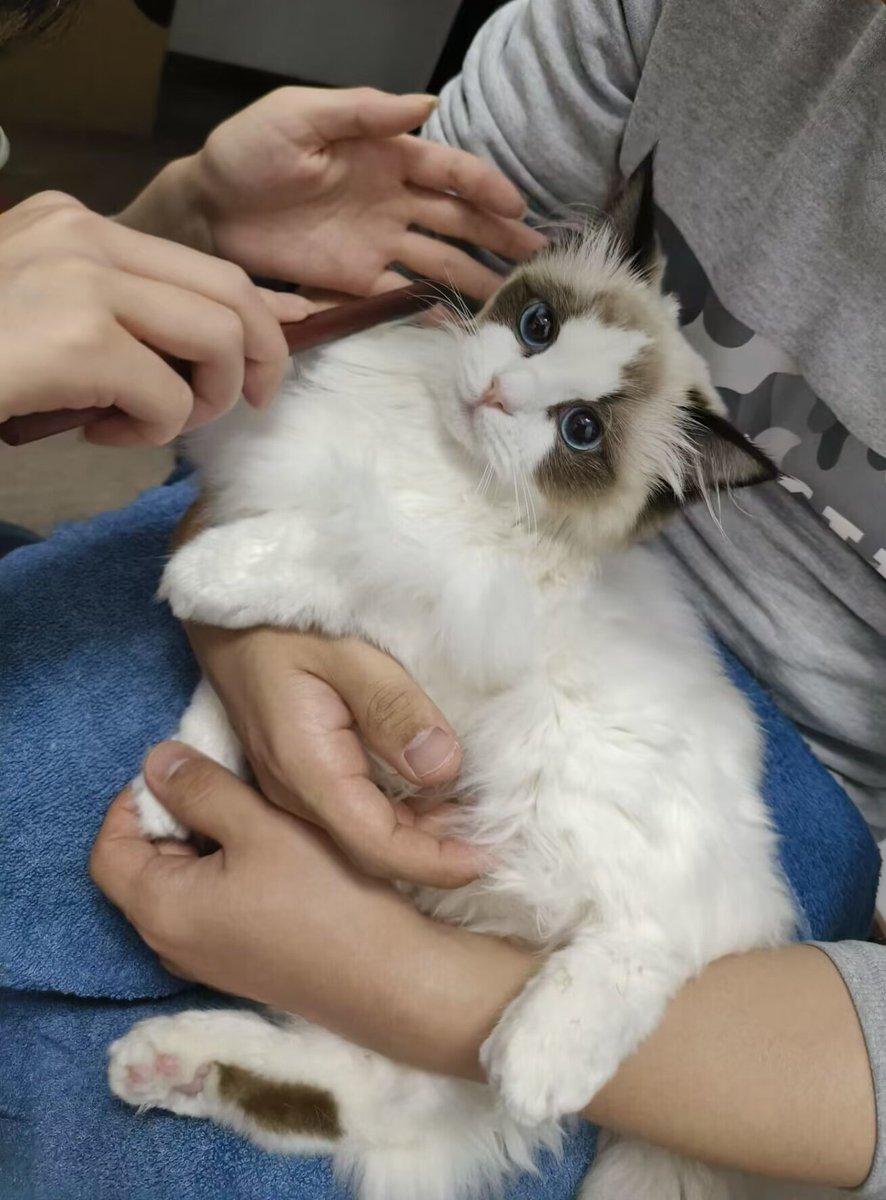 今天洗了个猫
打湿了才发现豆豆是虚胖，好在豆豆不怕水也不怕吹风机，全程没有叫也没有挣扎，花费一小时，感觉洗完更白了。