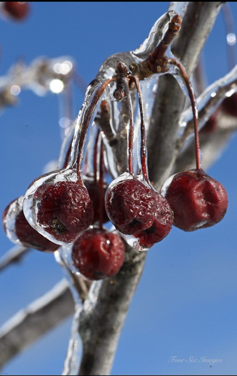 Hopps (@bradhopper14) on Twitter photo “Icy Fruit”
near Roslin, Ont.
#ShareYourWeather #ontariostorm #macrophotography #amateurphotography <a href="/KMacTWN/">Kim MacDonald 🌻</a> <a href="/MurphTWN/">Chris Murphy TWN</a> <a href="/cstclair1/">Chris St.Clair</a> <a href="/BAY_OF_QUINTE/">Bay of Quinte Region</a> “Icy Fruit”
near Roslin, Ont.
#ShareYourWeather #ontariostorm #macrophotography #amateurphotography <a href="/KMacTWN/">Kim MacDonald 🌻</a> <a href="/MurphTWN/">Chris Murphy TWN</a> <a href="/cstclair1/">Chris St.Clair</a> <a href="/BAY_OF_QUINTE/">Bay of Quinte Region</a>