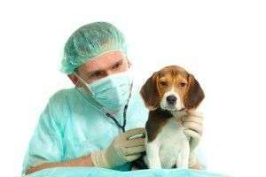 #MascoTips Las Hernias Umbilicales en Cachorros: Todo lo que debes saber ift.tt/iSI7G6x
