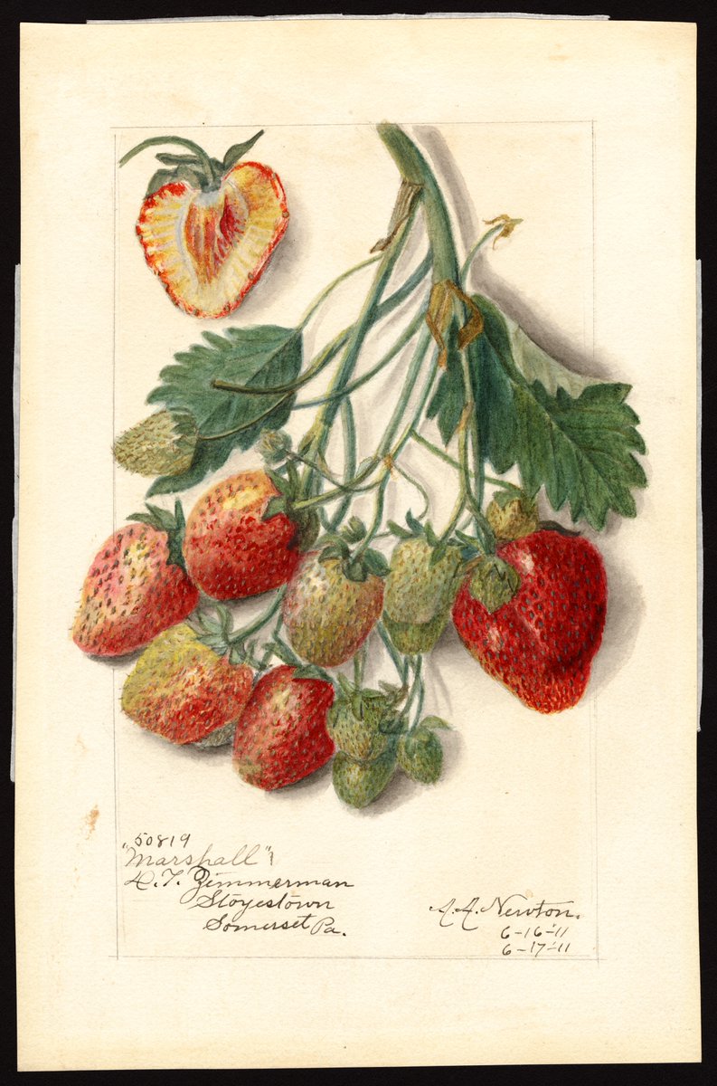 Paul Couchman - Regency Cook tweet media