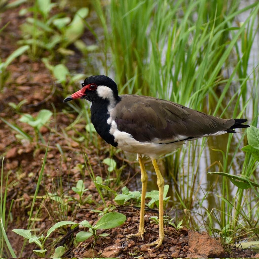 𝓡𝓭-𝔀𝓪𝓽𝓽𝓵𝓮𝓭 𝓵𝓪𝓹𝔀𝓲𝓷𝓰, 𝓰𝓸𝓪
#IndiAves #BirdsOfTwitter 
#ThePhotoHour #birdsofGoa #birdwatching