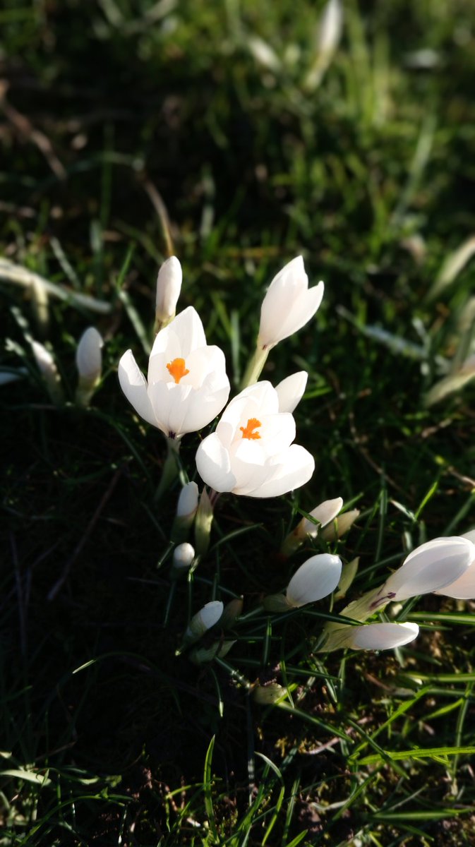 UntravelRoutes's tweet photo. It's a beautiful day ☀️ Sunshine coming your way!!! #blogger #adventurer #naturewalks #happiness #season #signsofchange #scotland 🏴 @VisitScotland @Nature @BBC_Travel https://t.co/4zhbLeu145