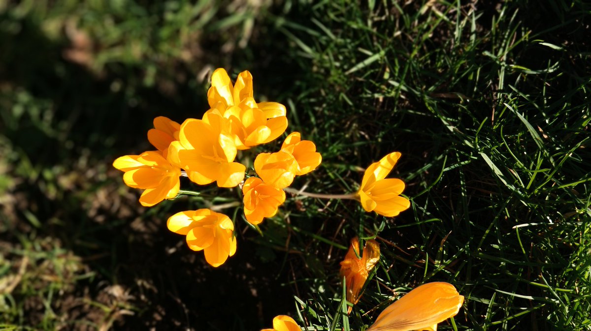 UntravelRoutes's tweet photo. It's a beautiful day ☀️ Sunshine coming your way!!! #blogger #adventurer #naturewalks #happiness #season #signsofchange #scotland 🏴 @VisitScotland @Nature @BBC_Travel https://t.co/4zhbLeu145