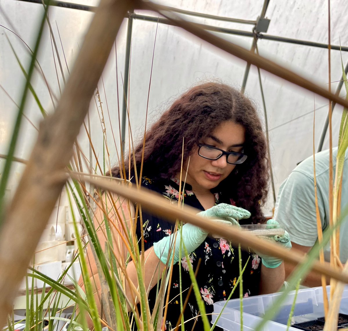 Grice Marine Lab tweet media