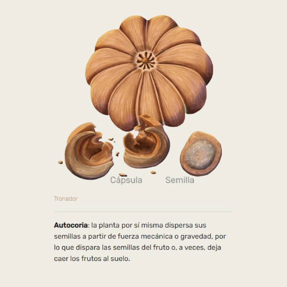 La pérdida de aves y mamíferos impide a las plantas adaptarse al cambio  climático - Acción Verde | El Portal Ambiental de la República Dominicana, image size:1200x1200