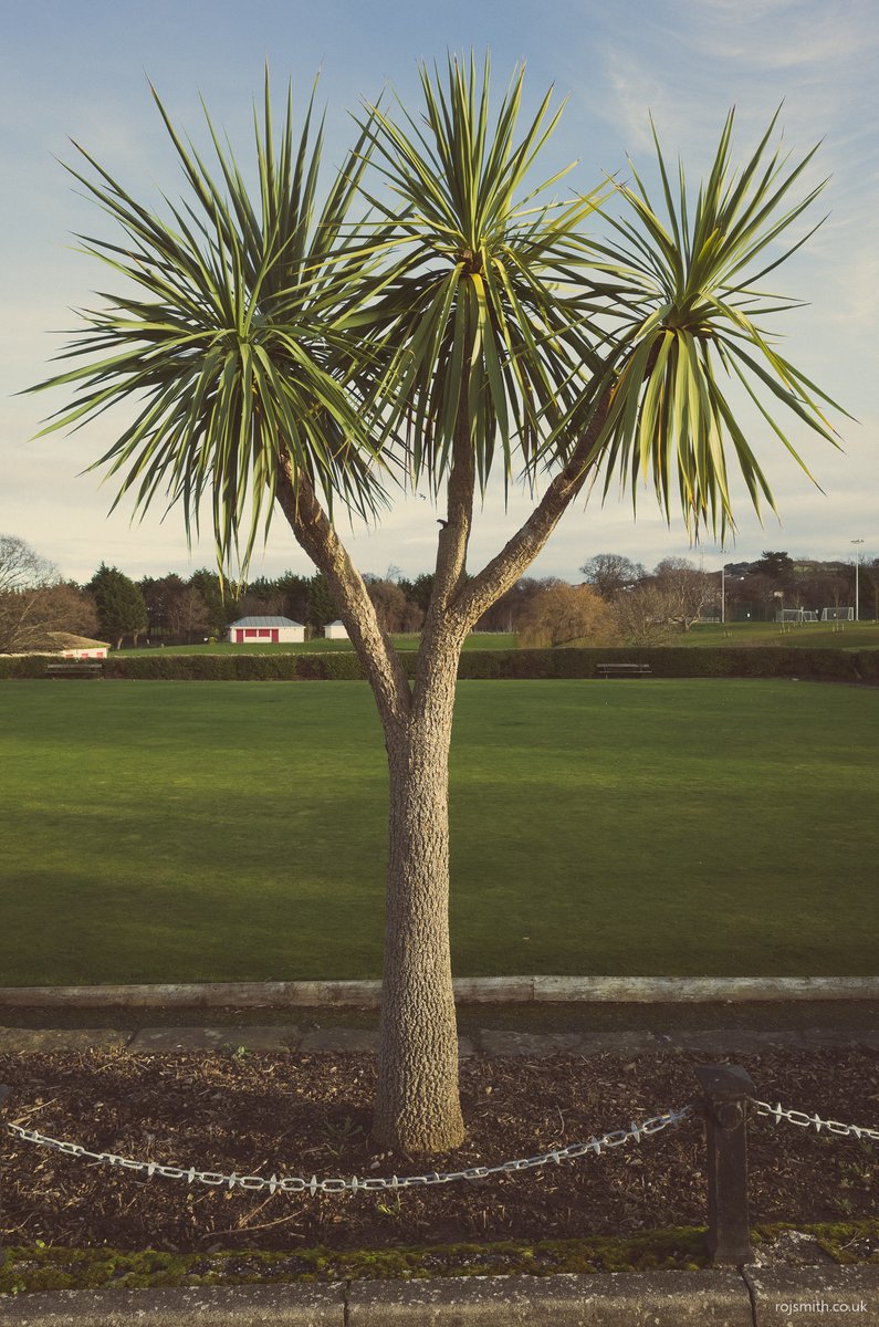 Palm

#baecolwyn #photography #shootGR #GRist #GRsnaps