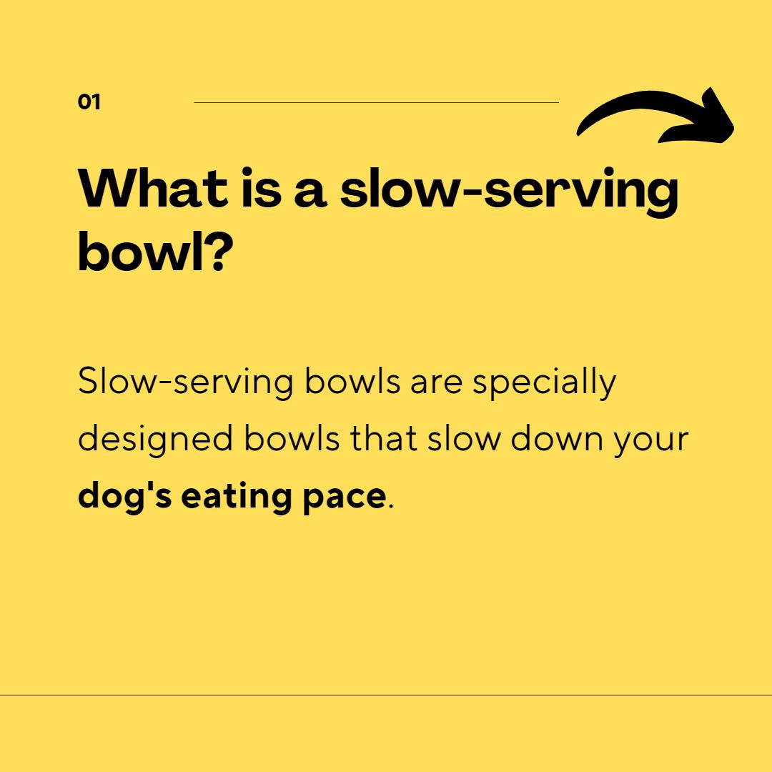 cuddlytailsnyc's tweet image. 1/2: Slow-serving bowls, Huskies, and Paws!🐾🐶

Swipe left to fill your vast knowledge about dogs with specially curated Q&amp;amp;A.

#dogsoftwitter #dogs #dogknowledge #doghealth #dogqna