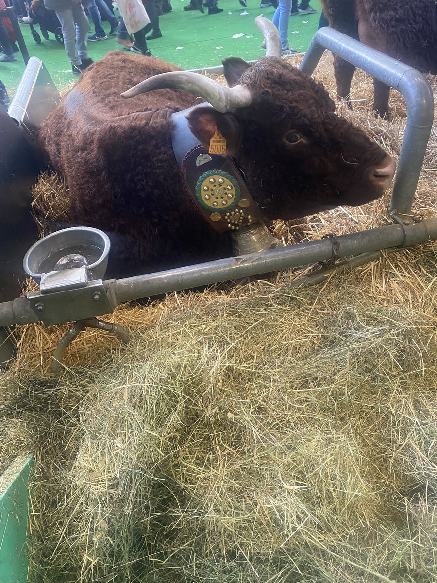 InterbevIDF's tweet photo. Un plaisir 🙂 de rencontrer au #SIA2023 la famille Ropert, éleveurs en Normandie avec la belle vache Image de race #Salers qui était devant l’Arc de Triomphe en 2018 @Interbev_fr https://t.co/ZgeDS0O2Al