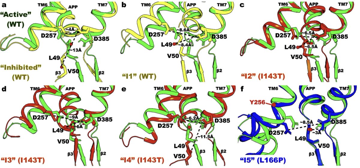 CommsBio's tweet photo. A #BehindthePaper post from @hungd238 &amp; @yinglongmiao explores their recent publication on how Presenilin-1 familial #Alzheimers disease mutations affect the structural dynamics &amp; interactions between γ-secretase and APP 🧬🧠

https://t.co/9ttywQKGyG https://t.co/bKL82Ay5Ug