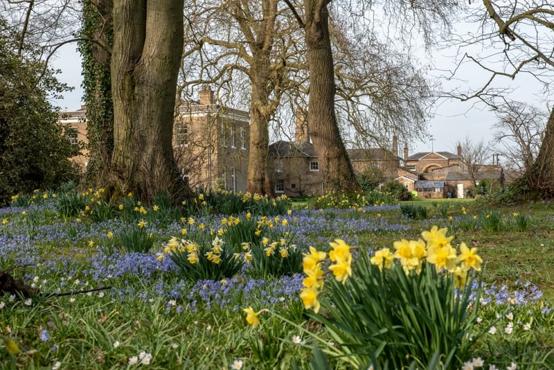 HertfordshirNGS's tweet photo. #Walkern Hall #Stevenage #Hertfordshire is a sea of #daffodils and #acconite. Get it in your diary for Sat 25 March as you don't want to miss this wonderful #springtime spectacle! #Children go #free! More here: https://t.co/Lgcy7tYug2 https://t.co/xM4wMlIsFT