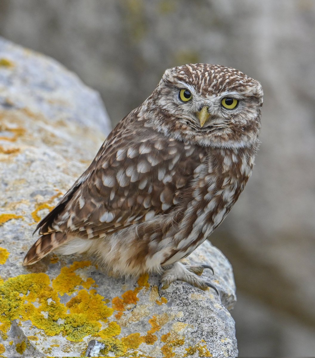 A beautiful day yesterday spent in nature, watching my favourite Little Owls🦉💓🦉
#littleowl #athenenoctua #Owl #owls #iloveowls #strigidae #birdwatching #nikon #nikonphotography #BBCWildlifePOTD #bbccountryfilemagpotd