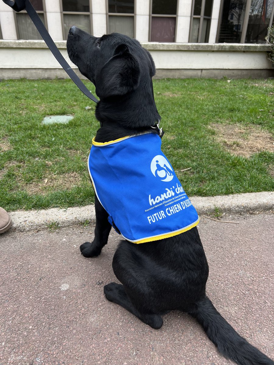villederueil's tweet photo. 🦮 Aujourd’hui, Hénda Hamza, adjointe à la Protection animale, et @Xabi_Elz étaient accompagnés de représentants de l’association #Handichien pour distribuer des autocollants indiquant que les chiens d’assistance sont autorisés dans tous les commerces. https://t.co/TtwN4YQ6Dp