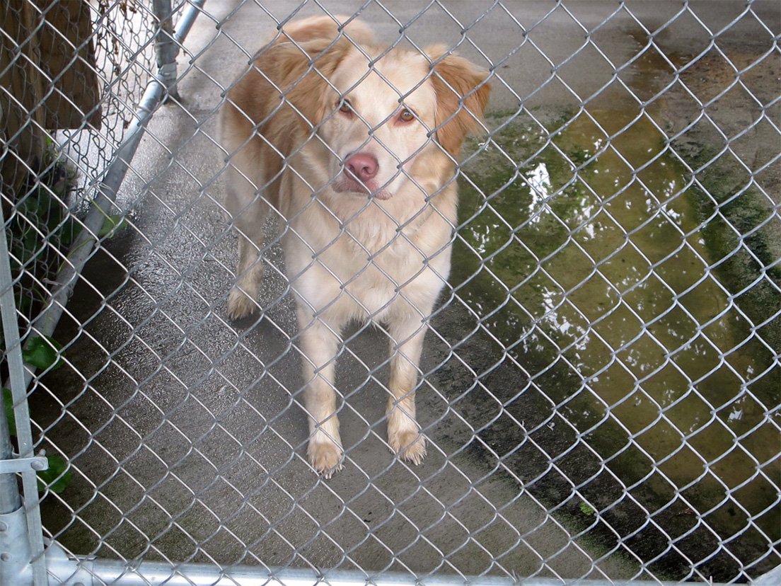 NellMoshroca's tweet photo. @EliThePitBull @leigh_medley @ksatnews The Golden Retriever/PIT BULL mix https://t.co/feEle6VgXr