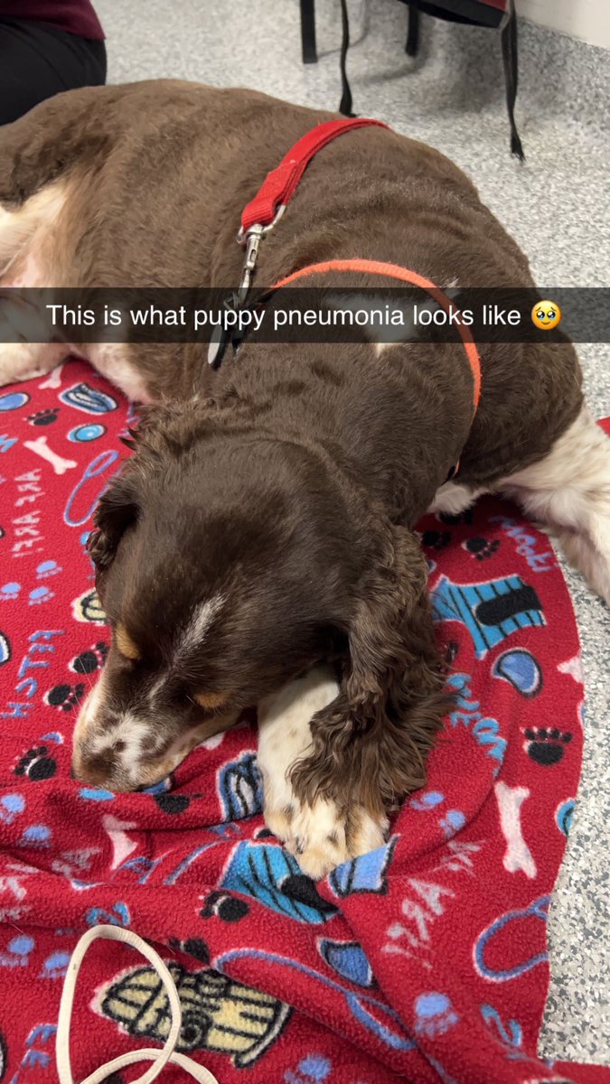 Casey has pneumonia - paws in please 🐾  #dogsoftwitter #hugavet #SPRINGERSPANIEL