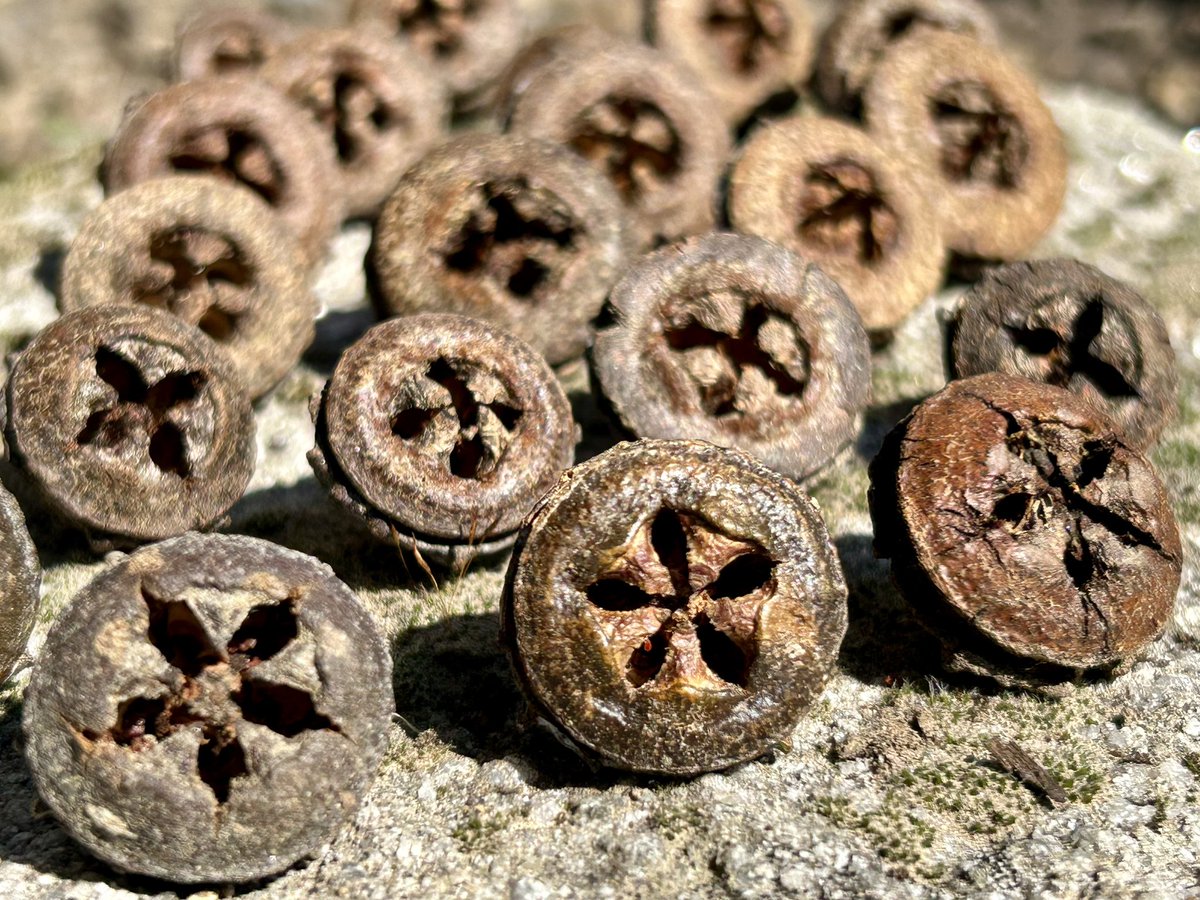 PortmannCarrick's tweet photo. The mystery and symmetry of nature 🤎
Wild Eucalyptus Seeds
#Duoro https://t.co/KKWDAurOBb