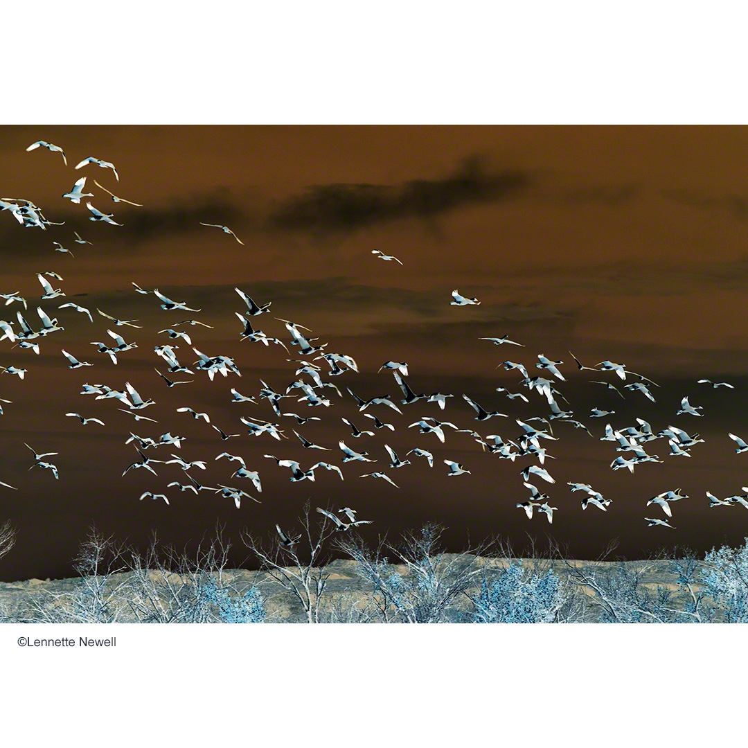 snow geese #landscape
Anser caerulescens

#snowgeese
#bosquedelapache
#photography
#aves
#geese
#wildlife #birdsofinstagram #birdphotography #wildlifephotography #birding
#gallery #contemporaryart
#LennetteNewell
©Lennette Newell