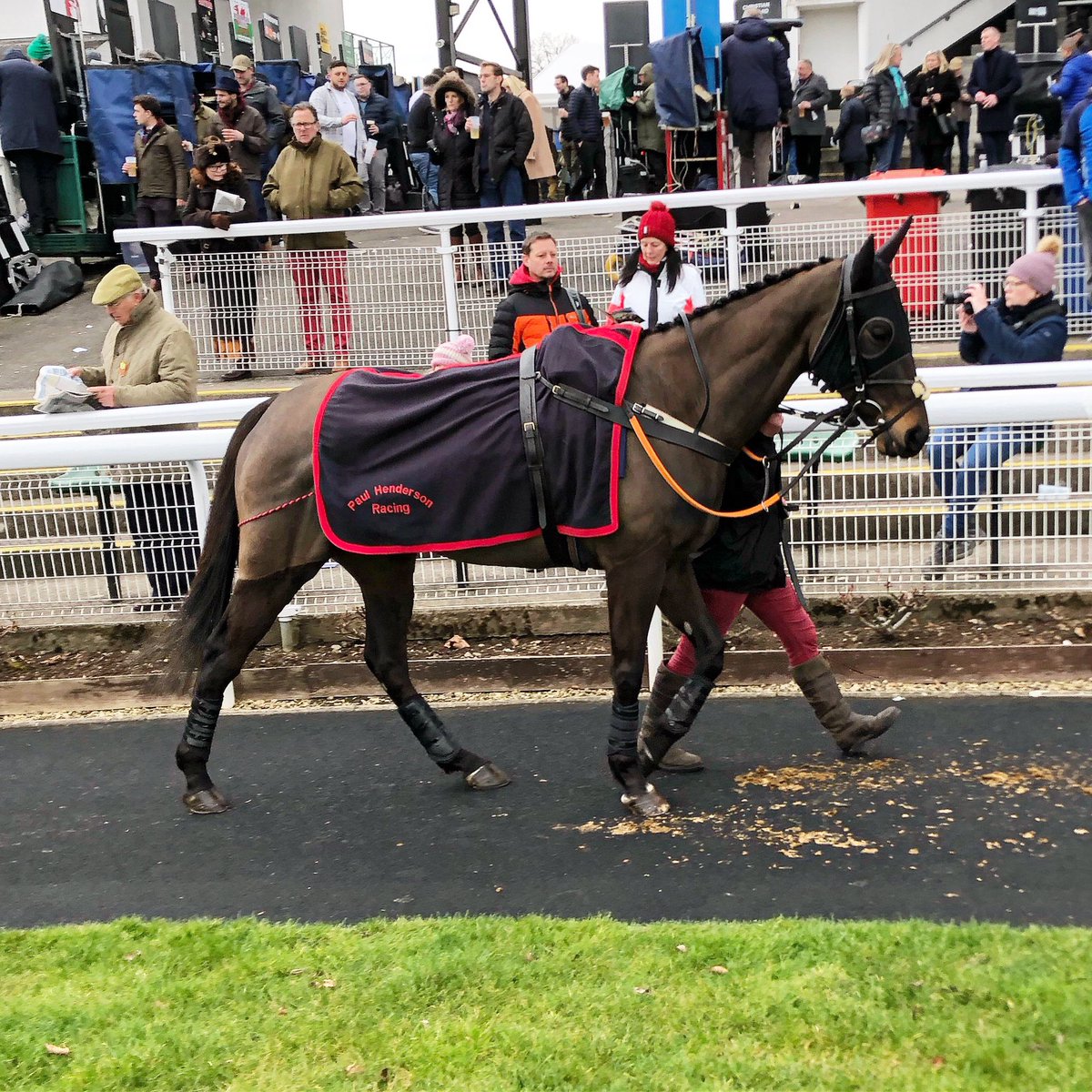 Small Bad Bob in the parade ring ahead of his race <a href="/Chepstow_Racing/">Chepstow Racecourse</a> <a href="/Sean_Houlihan1/">SeanHoulihan</a> is onboard. #racing