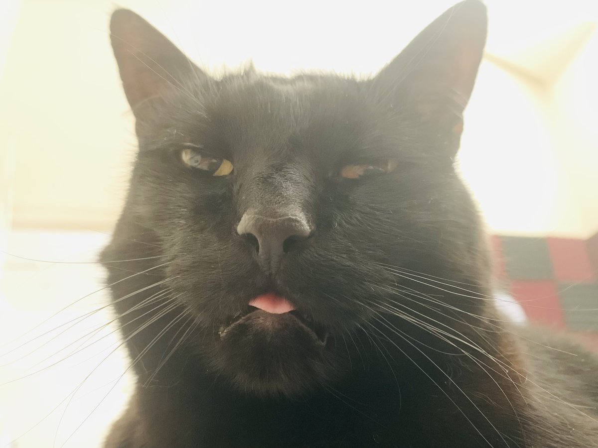 Odd_Foxx's tweet photo. Morning blep 👅 https://t.co/z7LO99AAKd