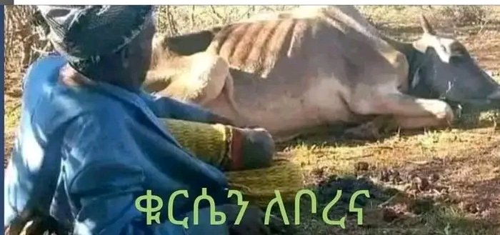 Lets shout for BORENA,ለቦረና
Am sick abt Borena,they deserve to live,to eat,to drink.
Lets shout for Borena