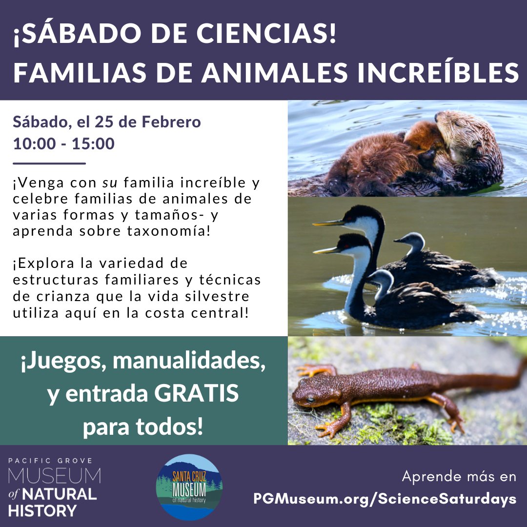 PGMuseum's tweet photo. ¡Traiga a su familia increíble al museo HOY y aprenda sobre algunas familias de animales realmente asombrosas! Disfruta de juegos, manualidades y mucho que aprender.
 #AmazingAnimalFamilies #SábadoDeCiencias #SantaCruzMuseumofNaturalHistory #CaliforniaKillerWhaleProject #SCMNH https://t.co/xZiaA8VhTw