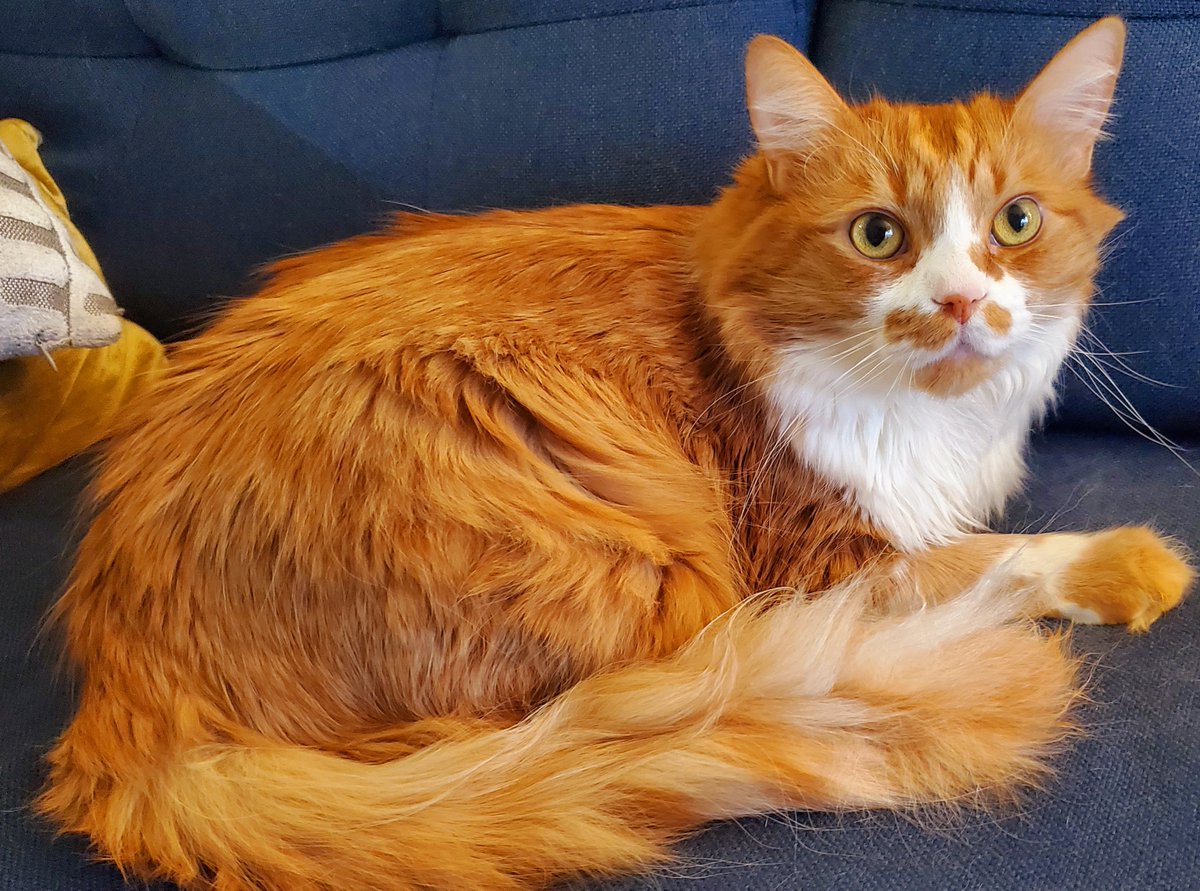 an orange and white cat looks up expectantly 