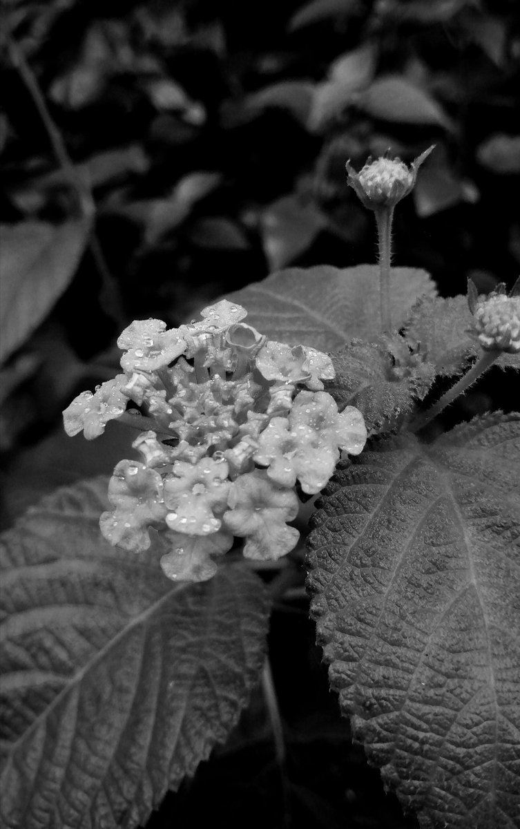 bad bitch in garden home 💀 my don’t (@zarmaboi) on Twitter photo 