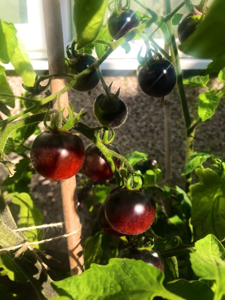 thatsyourplot's tweet image. Might as well start the Tomato grow, but which variety should I sow? Here’s some of my best #TomatoShortages #tomatogate #TurnipGate