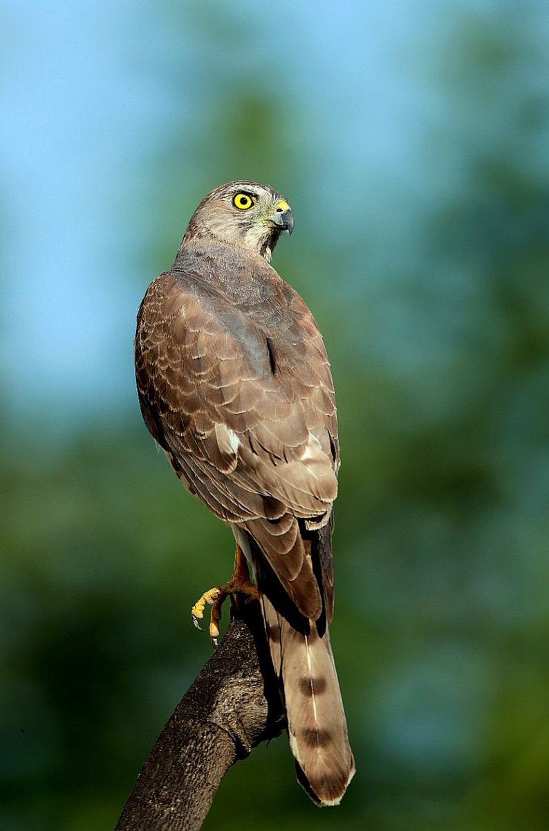 skumarias02's tweet photo. Shikra is a common raptor & can be easily spotted around human habitation in urban, rural & woodland landscape. They have powerful pair of talons and curved beaks to make quick work of prey.
#birdsoflucknow
@rameshpandeyifs
@uptourismgov
@UpforestUp
@BNHSIndia https://t.co/kpWbbVYIWM