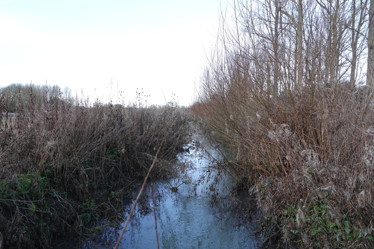 Grainy footage with the thermal camera but definitely three otters in this shot at Brampton Brook @althorpestate 
Mink have not been seen here since the otters returned to the area. We are busy monitoring the site hoping to reintroduce the water vole.
Conservation@althorp.com