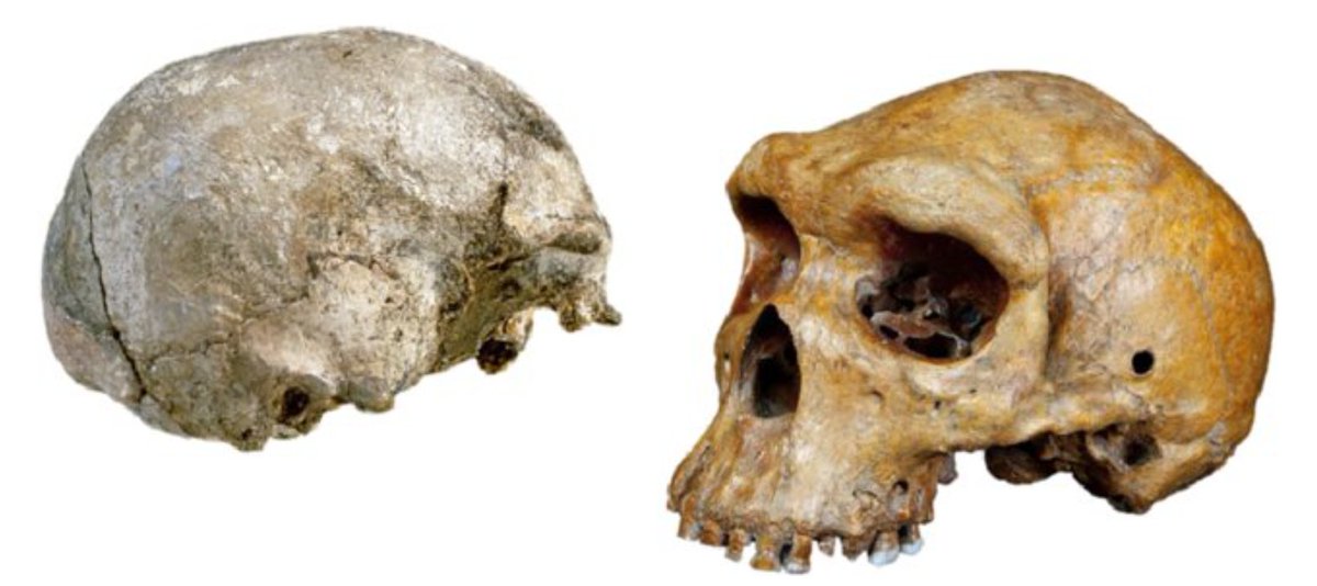 robertosaezm's tweet image. Cráneos de Singa (izd, c. 150 ka) y Kabwe-1 (dch, 199 ka) 
📷Isabelle De Groote