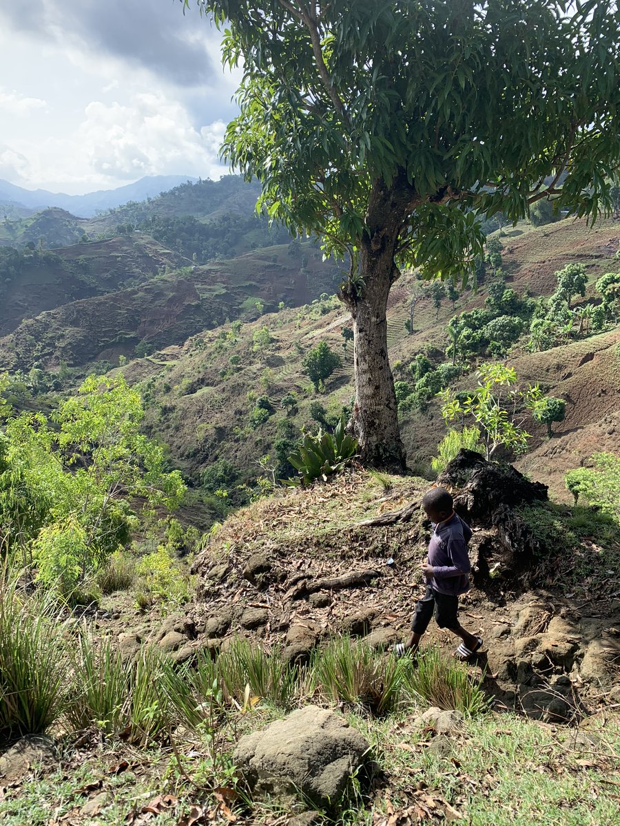 One lone tree anchors a mound of soil. Without more trees, it becomes a stand-alone statue as the earth around it washes away during rains.