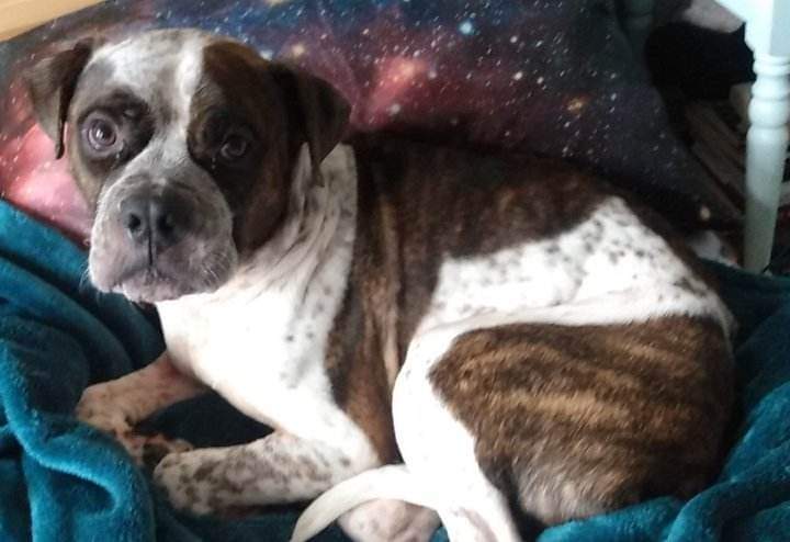 theTenaciousCK's tweet image. Happy Saturday! Spud is pretending to be an astronaut today! #DogsofTwittter #SpudLife