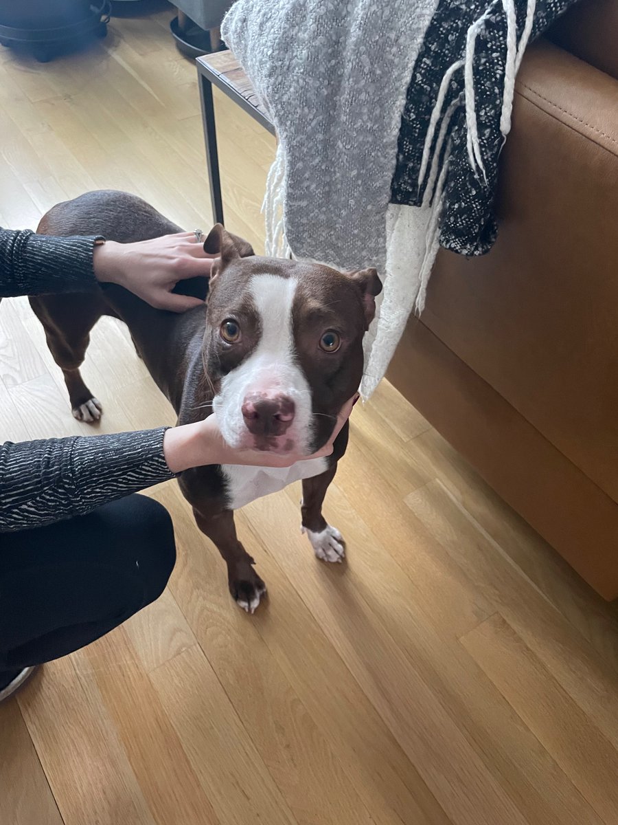dtbon's tweet photo. Found this incredibly sweet girl sprinting down the middle of Grand, from Smith Park towards Western.  Shoutout to my pregnant wife who jumped out of the car and wrangled her with a scarf.  Work your magic interwebs. https://t.co/ueyHxFOYYZ