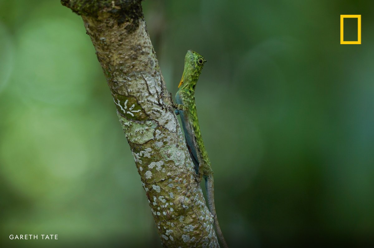 A small horned flying lizard sits on a branch in the Bornean rainforest.