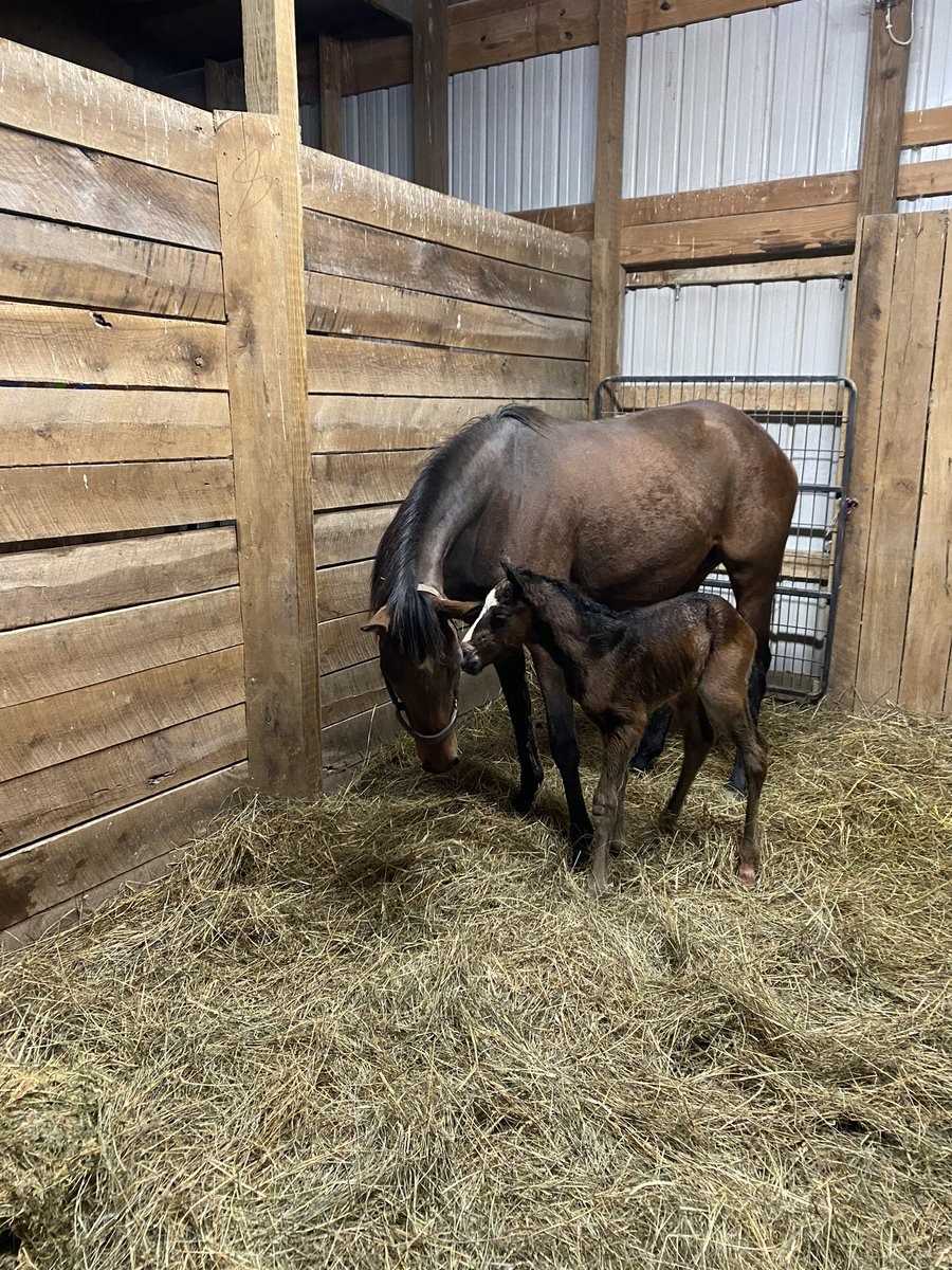 EliotH77's tweet photo. New Foal born last night. Little Pearl (Constitution) dropped a colt by Spun to Run 🙏 @hella56 @Gainesway https://t.co/1Nj9BGt2ia