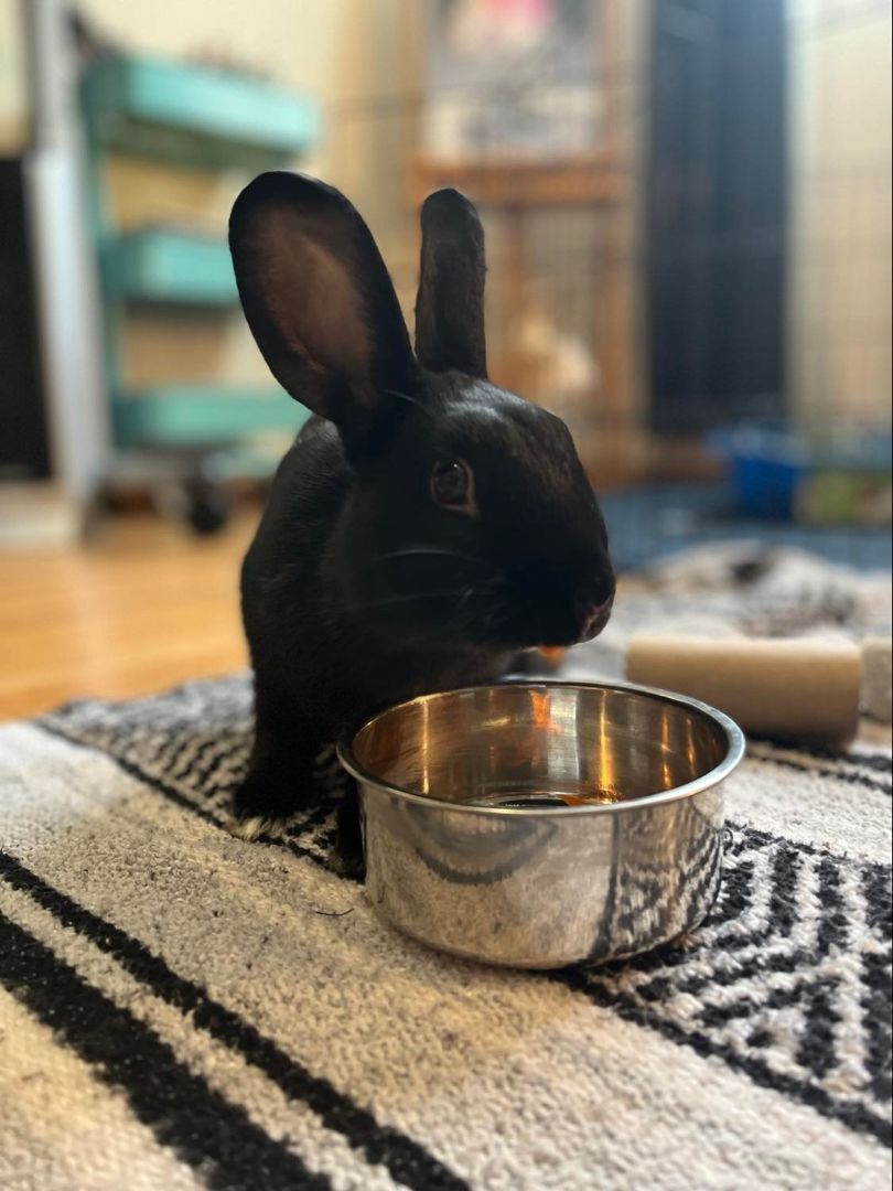 AdoptableBuns's tweet photo. Juniper is a curious, adult Havana from #Elverta, CA. https://t.co/0BWTkZBYIy https://t.co/EM08JcU0kr