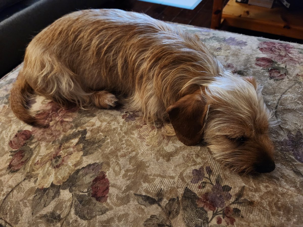 Georgiapeach64's tweet image. Feeling better this morning after a severe allergic reaction to #ProHeart yesterday.