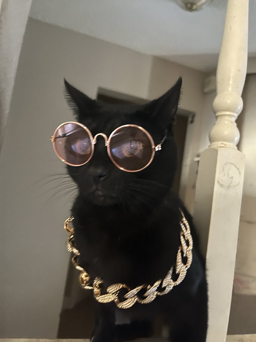 THINGS ON CATS on Twitter "DRIP"