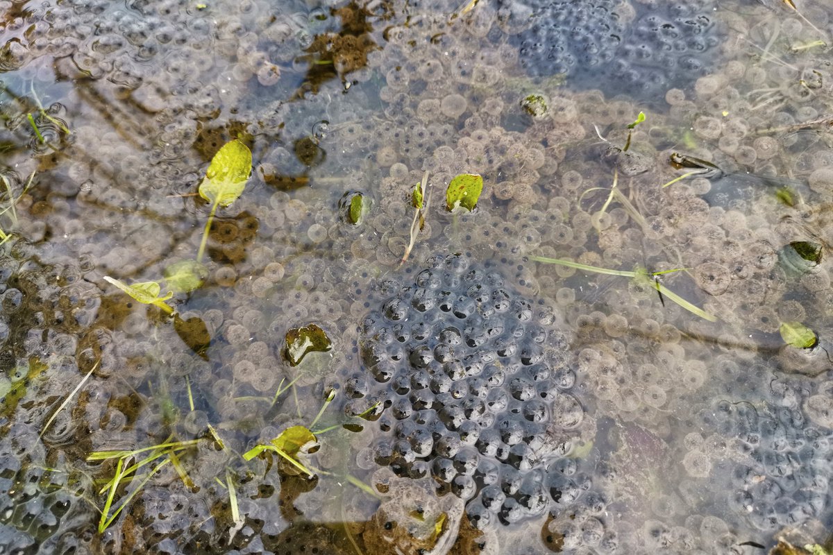 LapwingEcology's tweet photo. It was all about the little things this week #ecology #ornithology #spring https://t.co/ZfSPfQOR5h