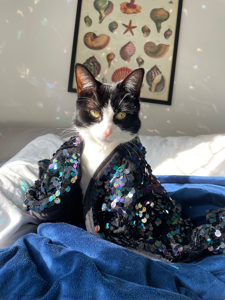 Adding some sparkle into your #Caturday