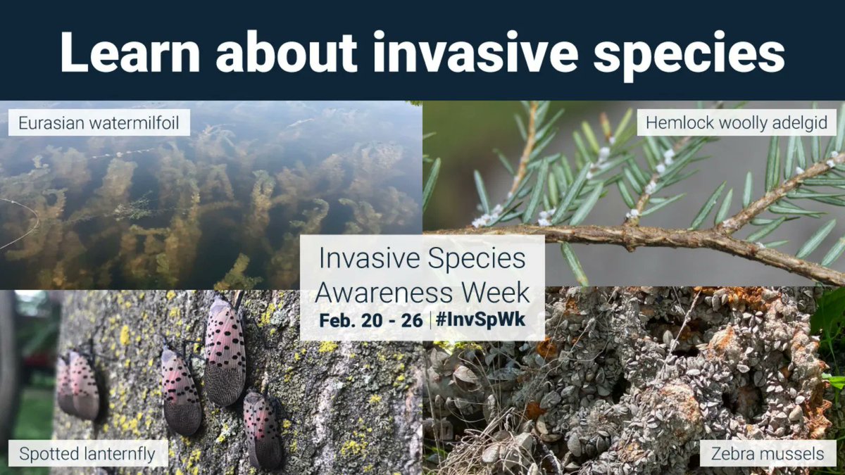 Join the conversation and help raise awareness about the threat that invasive species pose to Canada’s natural heritage. Participate by using #InvSpWk or check out our Toolkit for learning and teaching resources: buff.ly/3JXk4gI